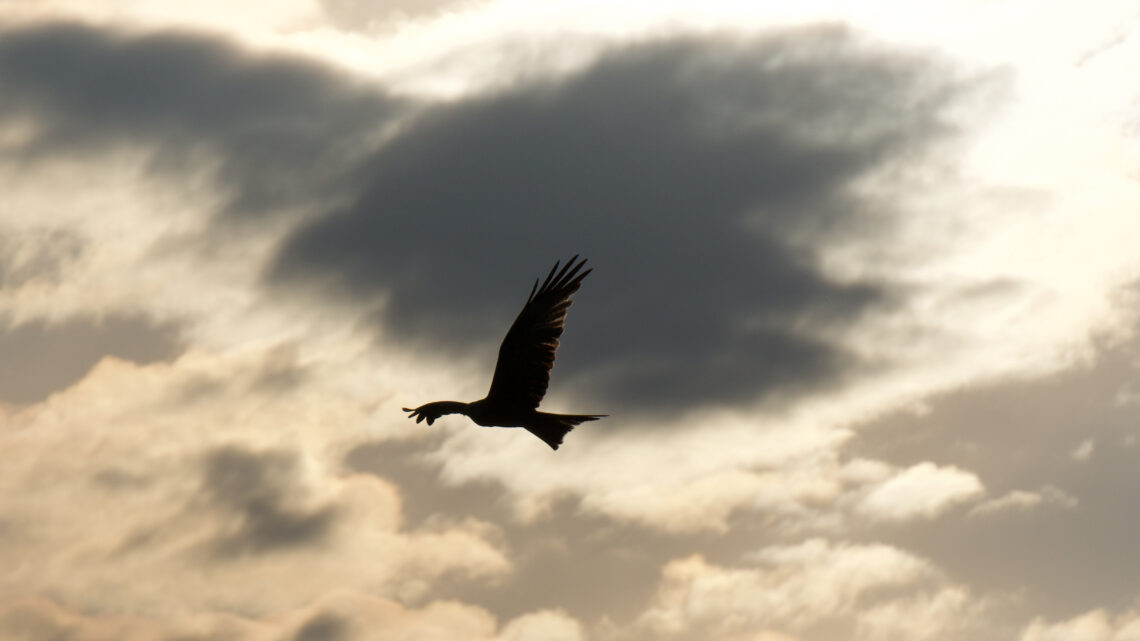 Biodiversität - Bussard