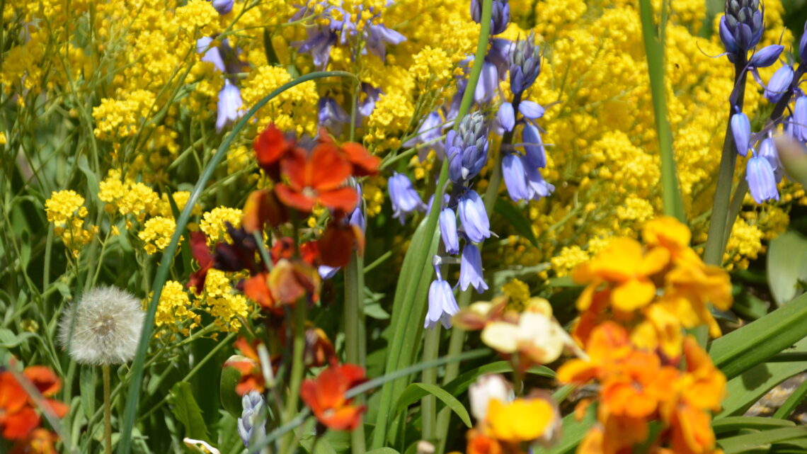 Biodiversität - Blumen