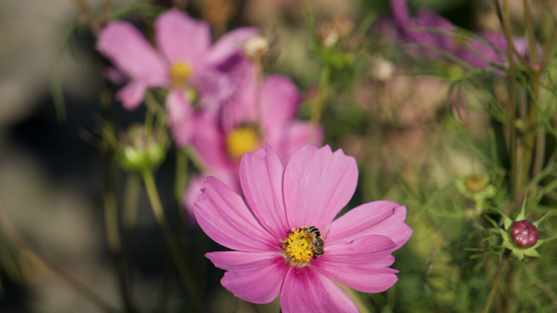 Biodiversität - Rote Blumen